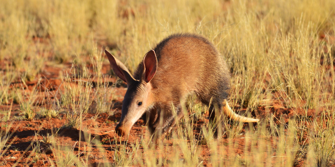 5 Out-Of-The-Ordinary SA Safari Ideas 5 Out-Of-The-Ordinary SA Safari Ideas