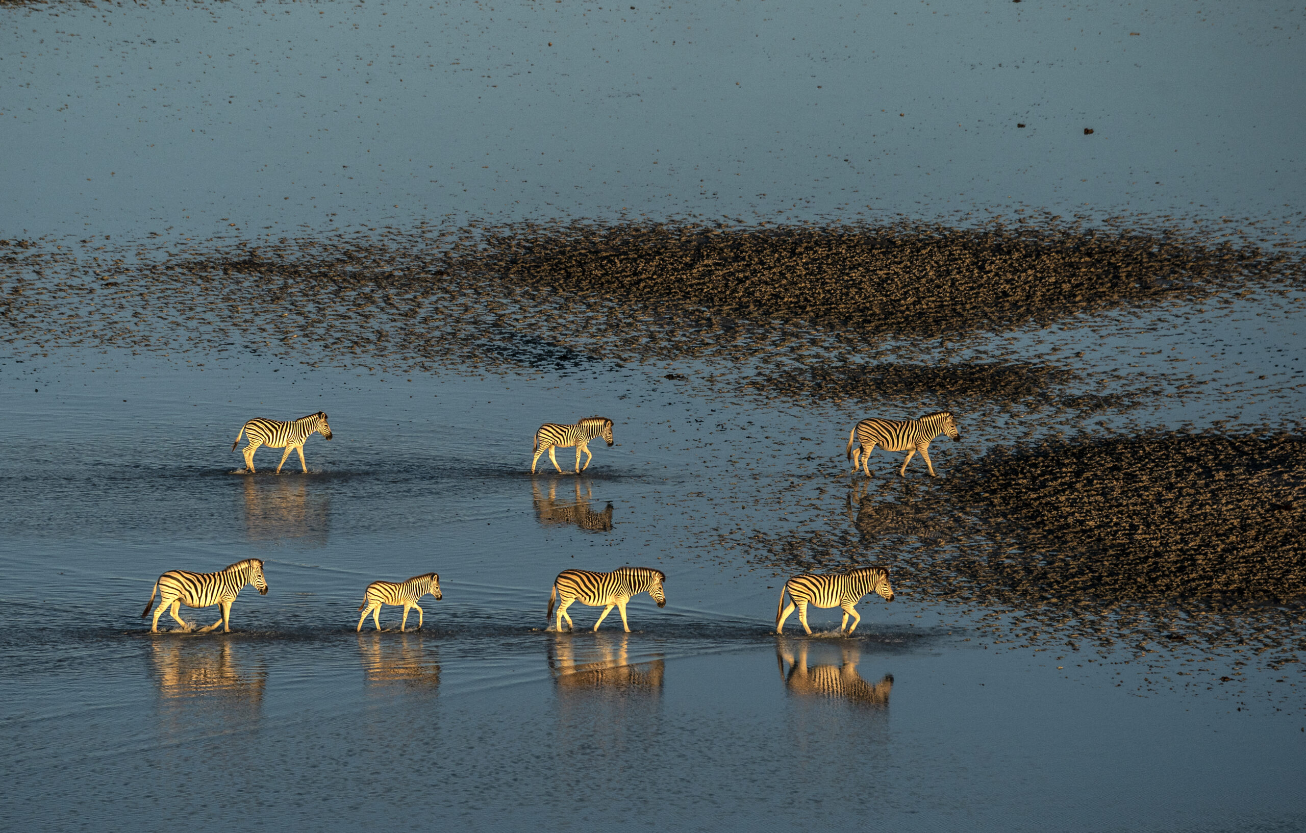 Photo By Beverly Joubert www.printsforwildlife.org